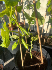 What have you done in the garden today? Part 2