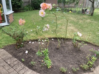 Feeling upset that neighbour cut down all my roses in the garden while on holiday
