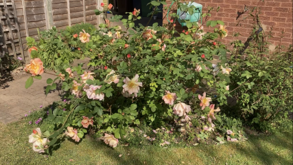 Feeling upset that neighbour cut down all my roses in the garden while on holiday
