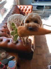 Pamela thread 3 - Bile Duct Cancer, off to London! 