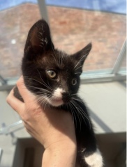 Name for female kitten