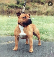 Protecting kids from dogs