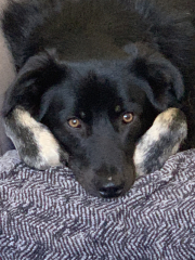 Tell me something lovely about your dog.