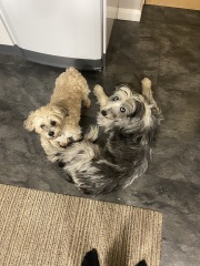 Adding a large dog to a toy dog household?
