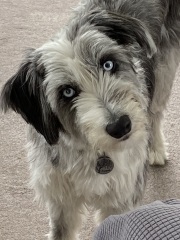 Tell me something lovely about your dog.