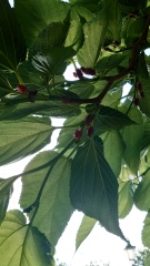 Tree ID