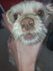 Anyone know what this is on my dog's nose?