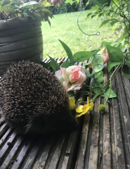 Pamela - Bile Duct Cancer, thread 4, London has given me a chance! 