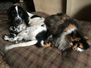 Thread 8 - TalkLair: “Brewing Russell's teapot” 