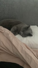 Thread 8 - TalkLair: “Brewing Russell's teapot” 