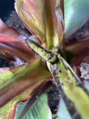 What’s wrong with my Ensete Maurelli Banana Plant? 