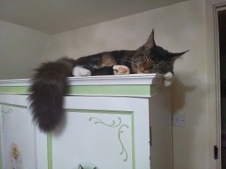 There really needs to be some proper research done into cats’ tails
