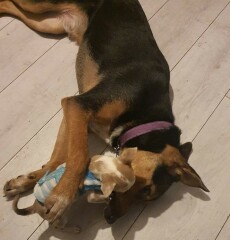 Guess the breed(s)