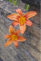 Is this orange flower a Lilium bulbiferum?
