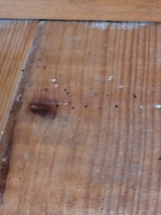 Is this a bed bug?
