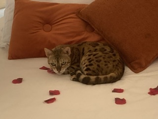 I'm starting saxenda this week. 