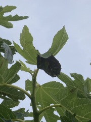 Black patches on fig leaves - pics attached