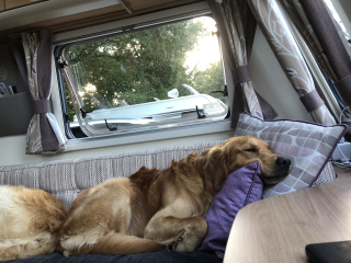 Tell me something lovely about your dog.