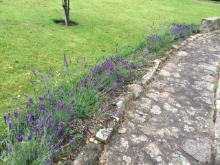 Why is my lavender browning?