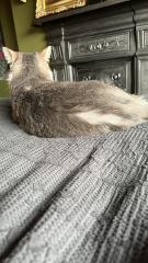 Cat has developed new bald/scabbed patch. 