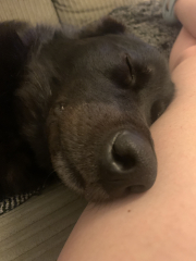Tell me something lovely about your dog.