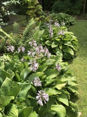 What have you done in the garden today? Part 2