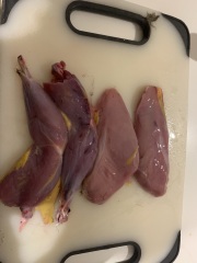 Who to ring about bird hit by car