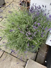 Why is my lavender browning?