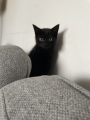 We found a kitten. Tips