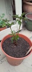 I bought 160 bare root  perennials for £40!
