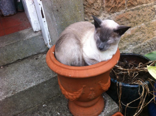 A Very Great Quantity Of Excellent Cats