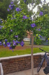 What's this planted tree in Kingston-upon-Thames city centre, please?