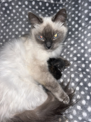 Cat just had kitten help