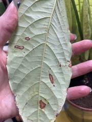 Avocado house  plant mealy bugs ? 