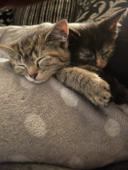 Advice please! Cat close to birth?