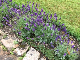 Why is my lavender browning?