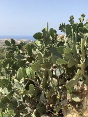 The Saxenda Sisterhood 