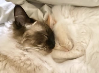 I love my cat too much is this normal 