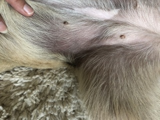 Hyperpigmentation?