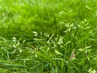 What’s this weed(?) in my lawn and how do I get rid of it?