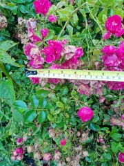What have you done in the garden today? Part 2