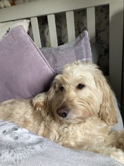 Do you let your dog sleep in your bed?