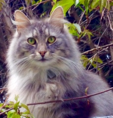 What kind of kitten might this be ?
