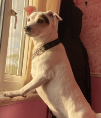 Tell me something lovely about your dog.