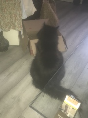 A Very Great Quantity Of Excellent Cats
