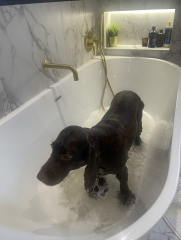 Pamela thread 5 - Bile Duct Cancer, chemo begins