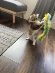 Our new kitty pixie - settling in advice