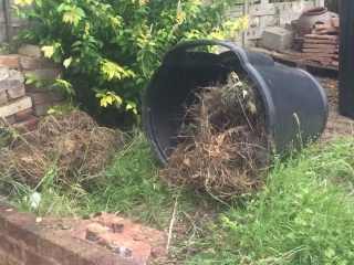 Wasps or bees? (Trigger warning - gross insect picture)