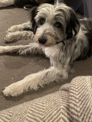 Border Collie Question