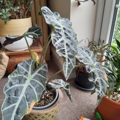 Elephant ear in trouble!